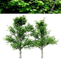 2diffrent tree Maple 2 trees Models in the scene