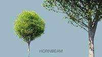 European Hornbeam Trees