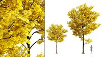 Yellow leaf autumn tree