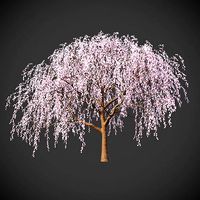 XfrogPlants Weeping Cherry - Prunus Pendula