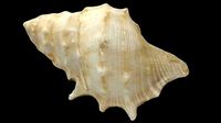 Seashell photoscanned model