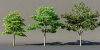 XfrogPlants Honey Locust - Gledista Treiacanthos