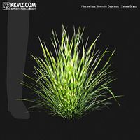 Miscanthus Sinensis Zebrinus   Zebra Grass-01