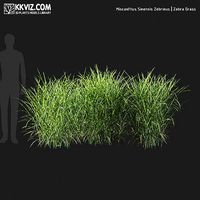 Miscanthus Sinensis Zebrinus  Zebra Grass-06