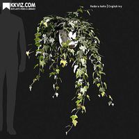 Hedera helix English ivy-01