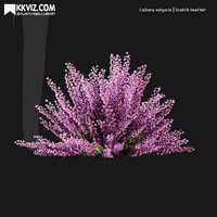 Calluna vulgaris Scotch heather-06
