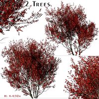 Set of Cotinus Grace or Smoke Tree - 2 Trees 3D Models