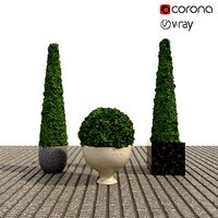 Boxwood