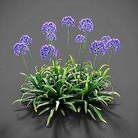 XfrogPlants Agapanthus