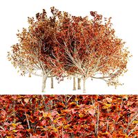 Bradford Pear Fall tree collection 5 trees in the scene