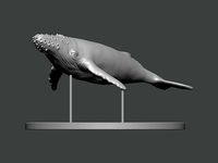 3D Print Model - Humpback whale | 3D
