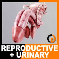 Human Male Urinary and Reproductive System - Anatomy