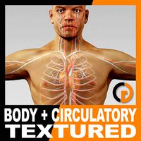 Human Male Body and Circulatory System Textured - Anatomy