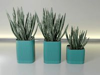 pot plant succulent 15 | 3D