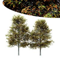 2diffrent tree Shingle Oak Fall 2 trees Models in the scene
