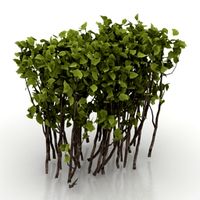 Hawthorn 3D Model