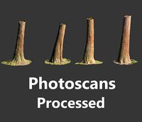 4 Redwood Pine Cedar Trunks 3D PhotoScan Realistic