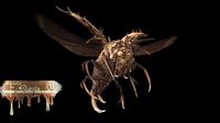 DemonBug13
