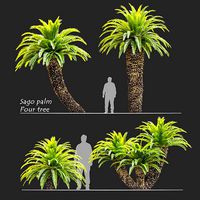 Sago palm