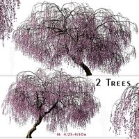 Set of Weeping Cherry or Prunus pendula Tree - 2 Trees