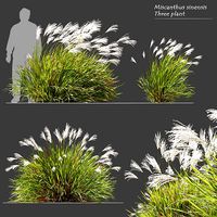 Miscanthus sinensis