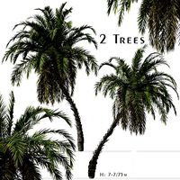 Set of Phoenix reclinata or Senegal date palm Trees - 2 Trees