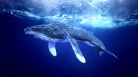 Humpback Whale Textured rigged Animated