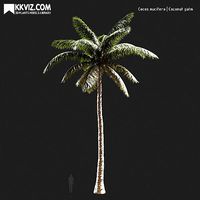Cocos nucifera  Coconut palm-04
