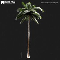 Cocos nucifera  Coconut palm-03