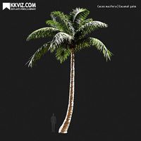Cocos nucifera  Coconut palm-01