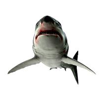 Shark