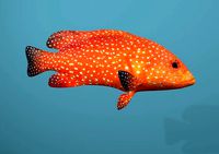 Roving Coral Grouper