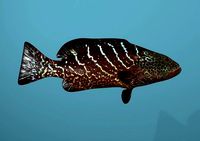 Tiger Grouper