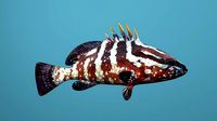 Nassau Grouper