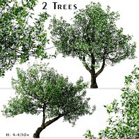 Set of Crataegus monogyna or Common hawthorn Trees - 2 Trees