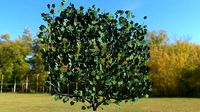 Plant Grape Vine