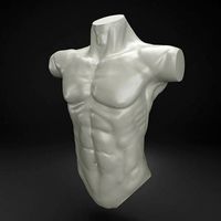 Male Torso