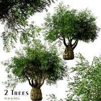 Set of brachychiton Rupestris or Queensland bottle Trees