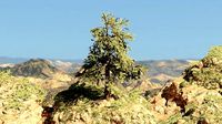 Pinyon Pine 4
