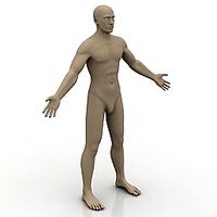 Human 3D Model