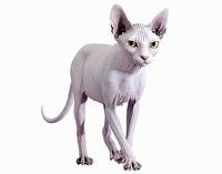 Sphynx Cat White Animated