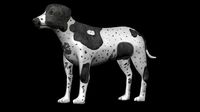 German Short hair Black pointer Dog
