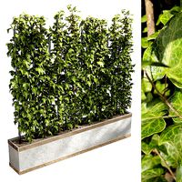 ivy parttion wall vertical garden set 03