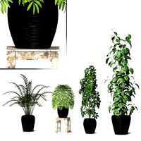 apartment plants collection