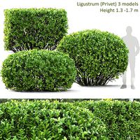 Ligustrum 03