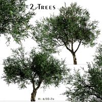Set of Olive or Olea europaea Tree - 2 Trees 3D Models