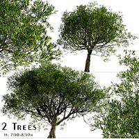 Set of Acacia melanoxylon or Australian blackwood Trees