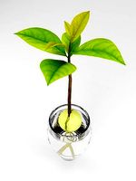 Growing avocado tree from seed in water