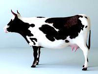 Cows full body