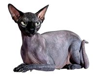 Sphynx Cat Black Rigged